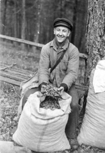 Bild bei Klick vergrößern 1945 | Die Tagesernte gesammelter Zapfen von Kiefern bringen die Zapfenpflücker zu den Forstverwaltungen, die dafür sorgen, dass der Samen aus den Zapfen entfernt wird und zur Aussaat kommt. Foto: Otto Donath Bundesarchiv, Bild 183-N0304-306 / CC-BY-SA Quelle: Wikimedia Commons
