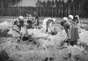 Bild bei Klick vergrößern 1950er | Kiefernzüchtung Für die Züchtung von Kiefern ist eine besondere Bodenvorbereitung notwendig. Um eine gute Durchmengung des Bodens zu gewährleisten, wird die zu kultivierende Fläche von Baumstümpfen befreit. Die dadurch entstehenden Löcher werden mit Roh-Humus aufgefüllt, wieder eingeebnet und bepflanzt. Foto: Klein Bundesarchiv, Bild 183-S91771 / CC-BY-SA Quelle: Wikimedia Commons