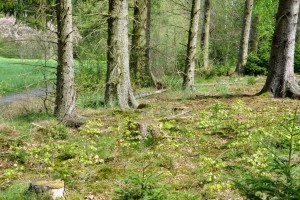 Bild bei Klick vergrößern Waldumbau auf der Äppelswies zum naturnahen und stabilen Mischwald durch Vorausverjüngung mit Buche Foto: Burkhard Schäck