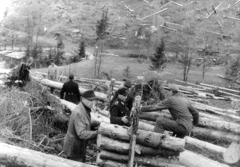 Historische Aufnahme 1948-Bekämpfung des Borkenkäfers  und Abtransportieren des geschlagenen Holzes. Foto: Erich Dumm Bundesarchiv, Bild 183-2005-0706-516 / CC-BY-SA Quelle: Wikimedia Commons