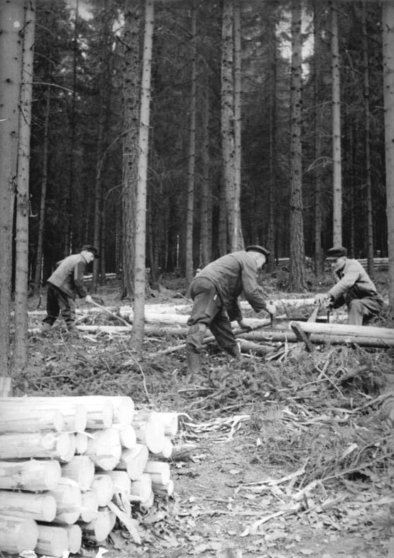 1955 | Gemeinschaftswald Schälen und Schneiden von Faserholz Foto: Wittig Bundesarchiv, Bild 183-30118-0002 /  CC BY-SA Quelle: Wikimedia Commons