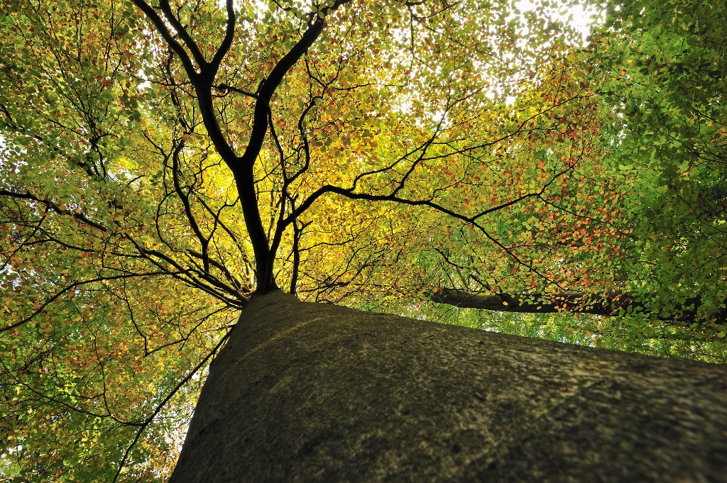 Buchenkrone im Herbst-Landesforsten RLP-Foto Richard Hansen