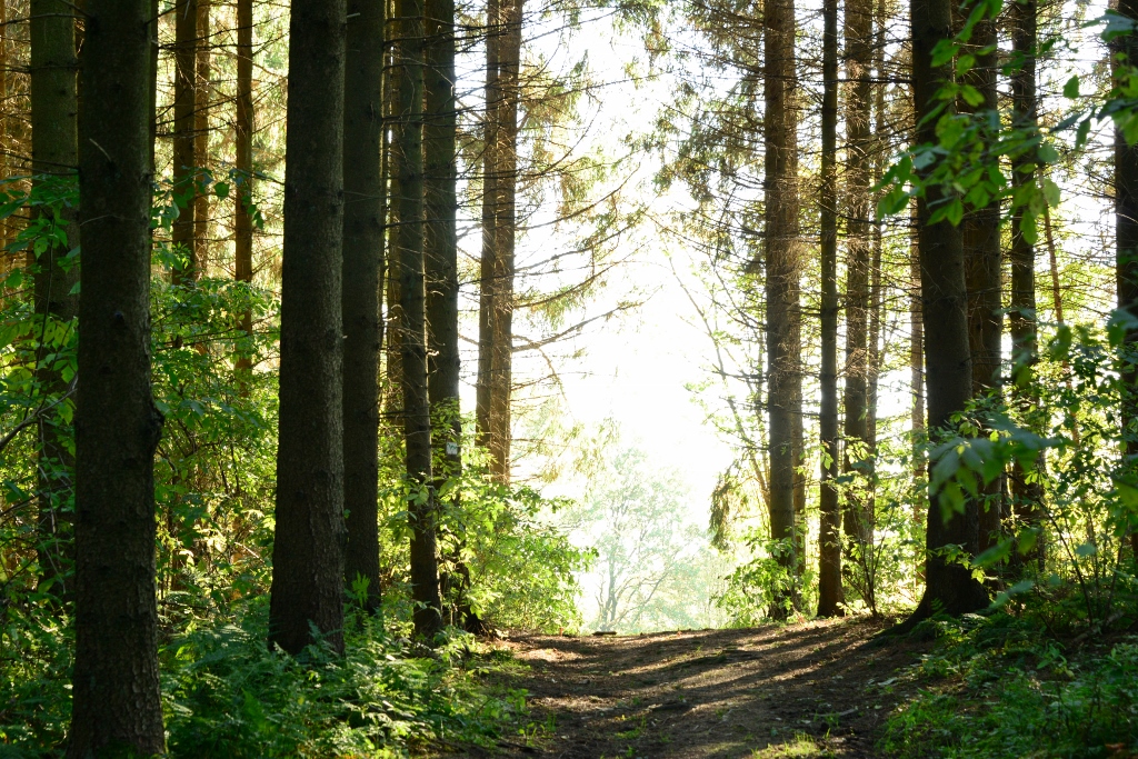 Gruener Wald mit Sonnenlicht | Foto: Foto Burkhard Schäck