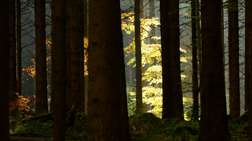 Hinterm Wald, das Licht wärmer | Foto: Yvette Schäck