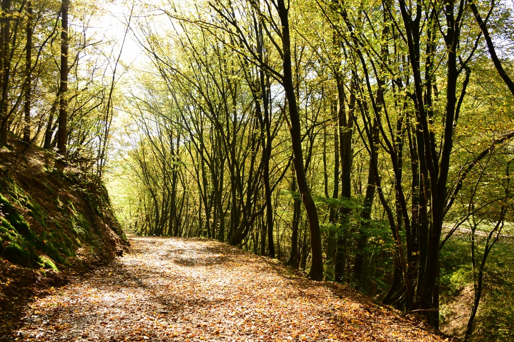 Herbstwald mit Herbstlaub