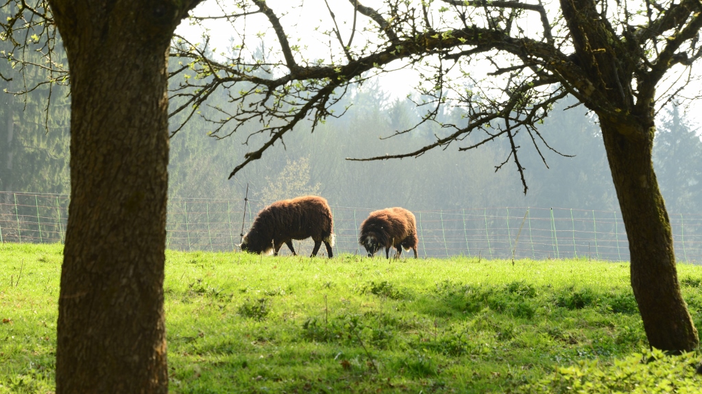Schafe auf der Äppelwiese | Foto: Yvette Schäck