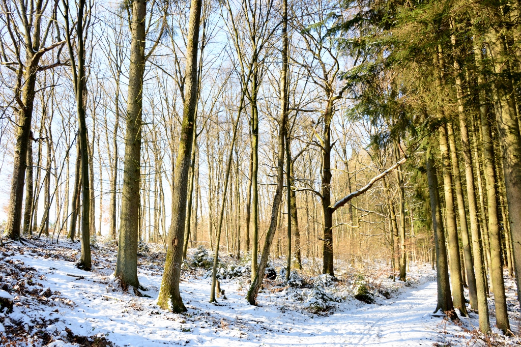 Winterlandschaft im Hänchensberg