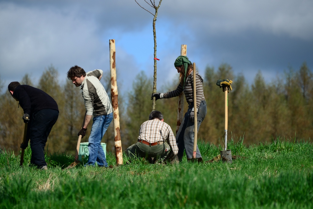 2018, 3. Obstbaumpflanzung | Großer, süßer Lagerapfel „Coulons Renette“ für Bettgenhausen wird gepflanzt. | Foto: Yvette Schäck
