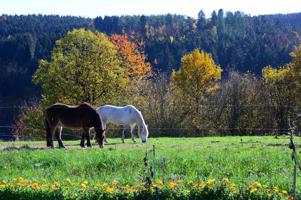 Pferde auf Koppel vor Herbstwald