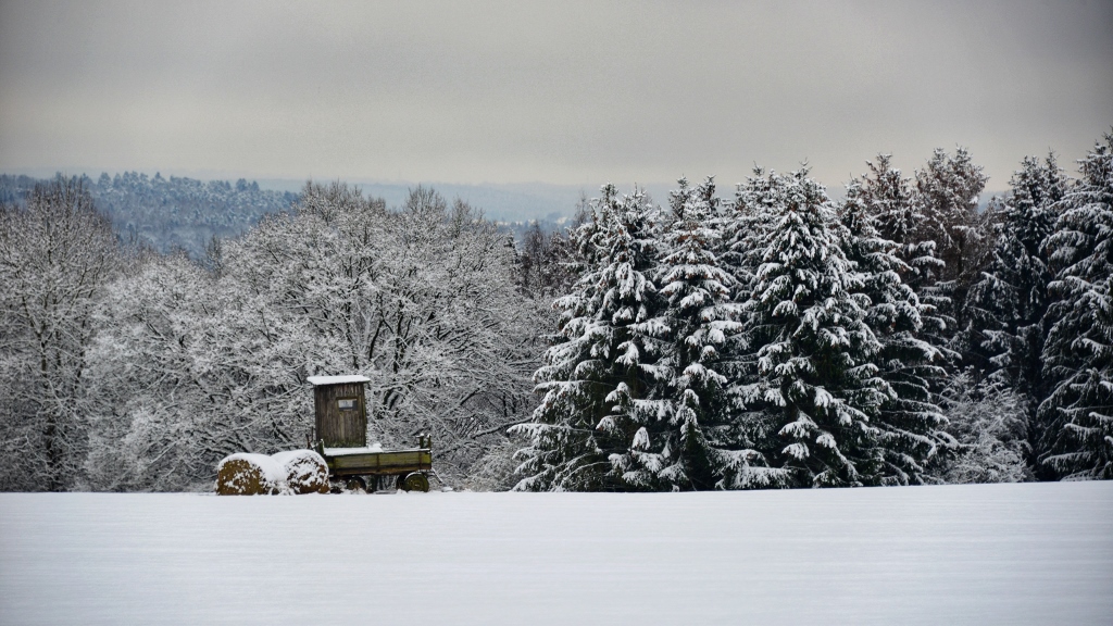 Eine gute Decke von Schnee bringt das Winterkorn in die Höh | Foto: Yvette Schäck