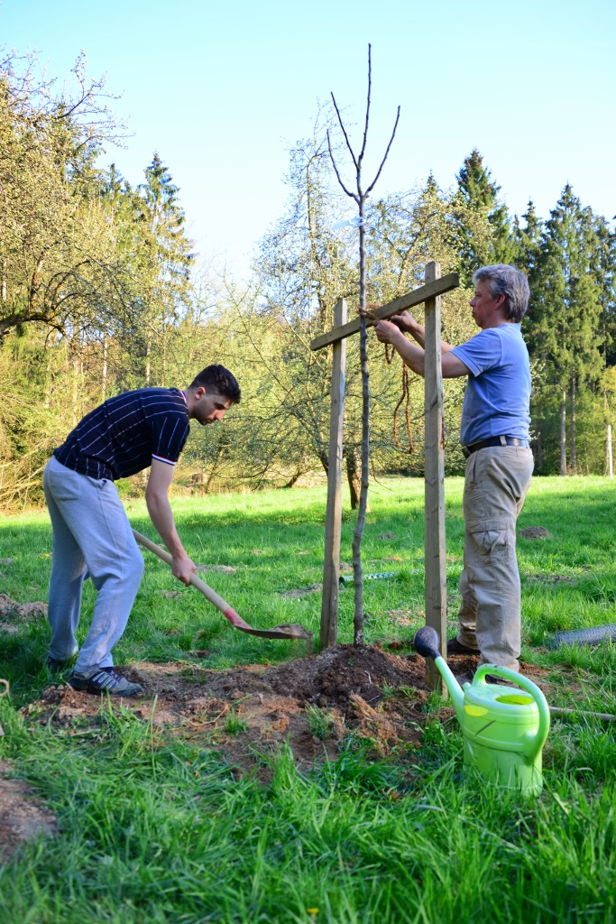 2019, 4. Obstbaumpflanzung | Freiwillige aus Seelbach bei der vierten Obstbaumpflanzung | Foto: Yvette Schäck