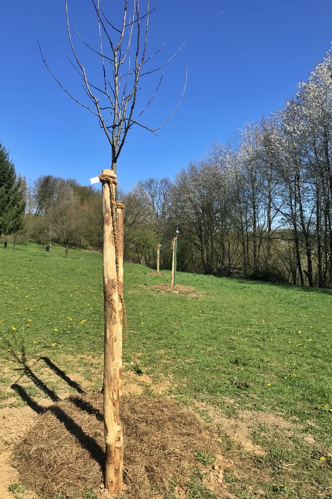 2019, 4. Obstbaumpflanzung | Frisch angelegte private Obstbaumwiese | Foto: Yvette Schäck