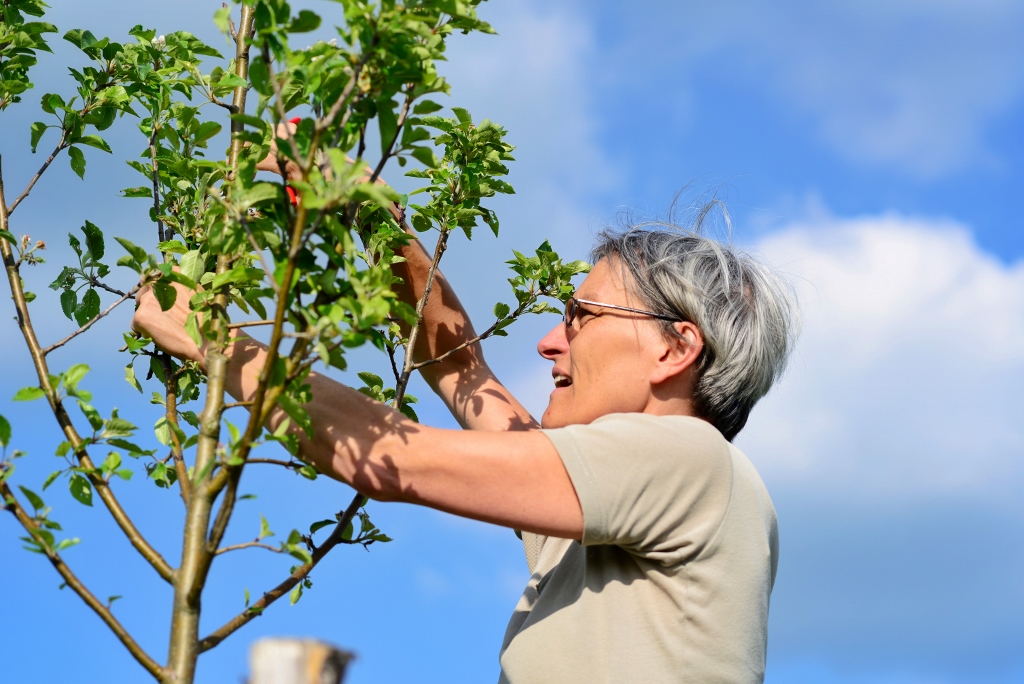 2019, 4. Obstbaumpflanzung | Erziehungsschnitt für eine große, gut belichtete Krone | Foto: Yvette Schäck