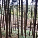 Baumfaellarbeiten im Seelbacher Wald
