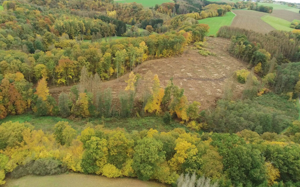 Seelbach Hänschesberg Baumfällarbeiten | Foto: Nils Höller