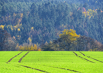 Blick vom Seelbacher Feld auf den Manchertskopf | Foto: Yvette Schäck