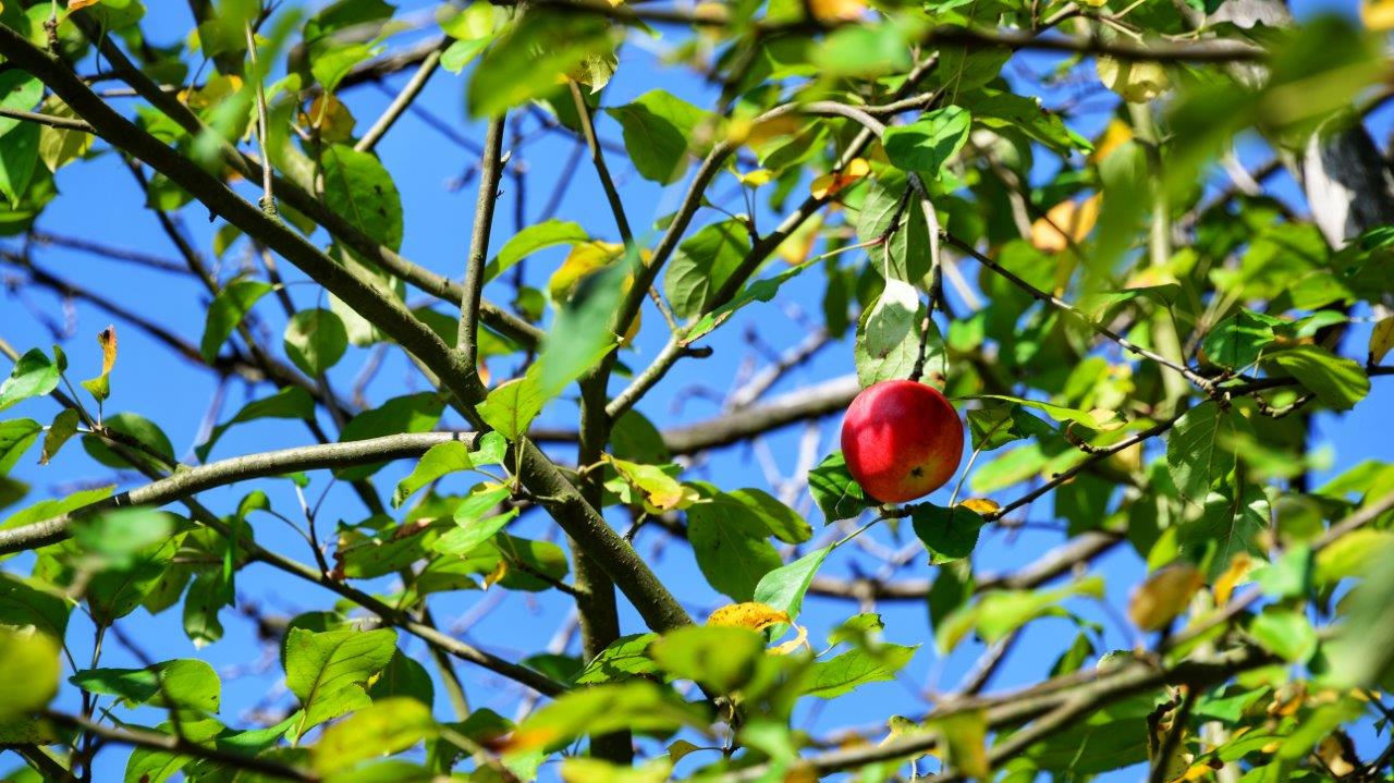 Der letzte Apfel am Baum | Foto: Yvette Schäck
