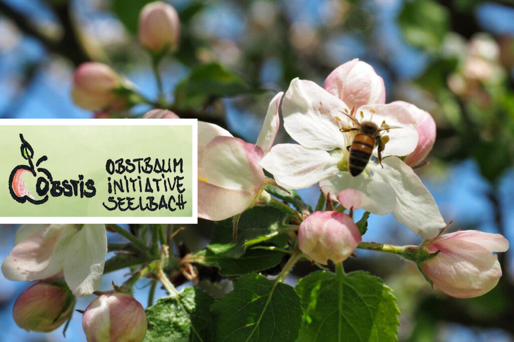 Knospen, Blüte, Bienensummen | Foto: Yvette Schäck