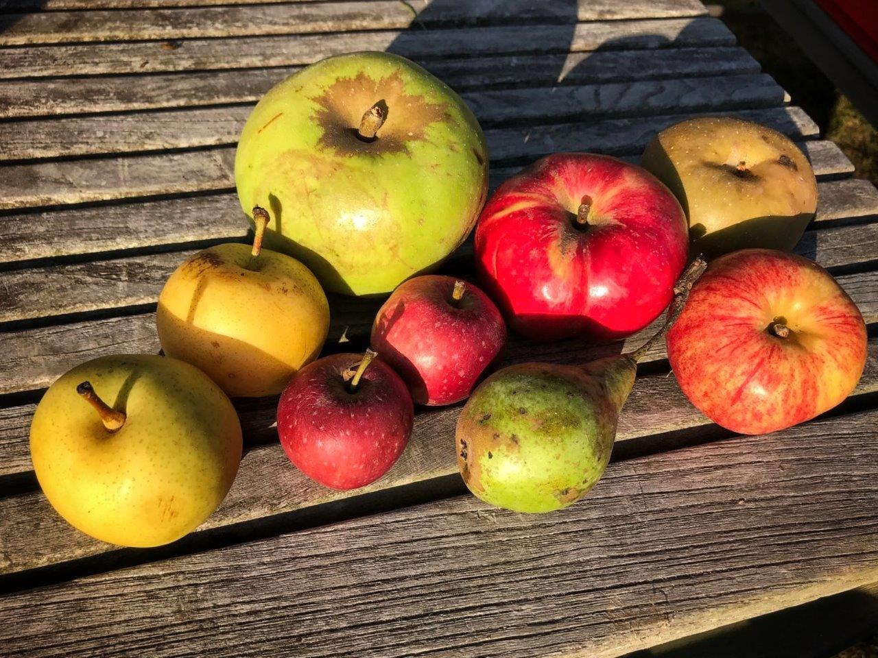 Vielfalt an Apfelsorten in der Gemarkung | Foto: Yvette Schäck