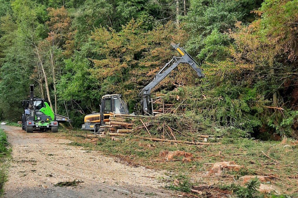Der Forstbetrieb entfernt die vom Borkenkäfer befallenen Fichten - Foto Anke Klein