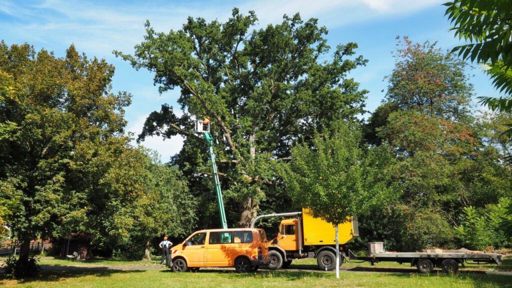 08.2025 | In enger Zusammenarbeit mit der Unteren Naturschutzbehörde und dem Baumdienst Jakob Nestle hat die Ortsgemeinde einen Pflege- und Entlastungsschnitt an der beschädigten Naturdenkmal-Eiche durchführen lassen. | Foto: Yvette Schäck