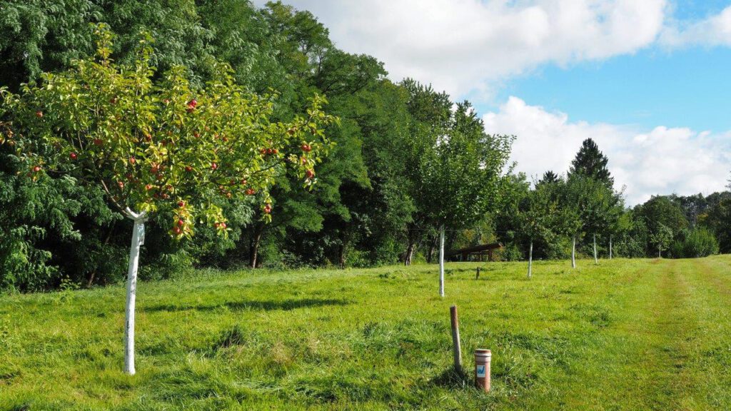 Auf der Äppelswiss sieht man junge Obstbäume mit gekälktem Stamm. | Foto: Yvette Schäck
