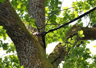 Gurtbandschlaufen und Hohlseil als dynamische Kronensicherung | Foto: Yvette Schäck