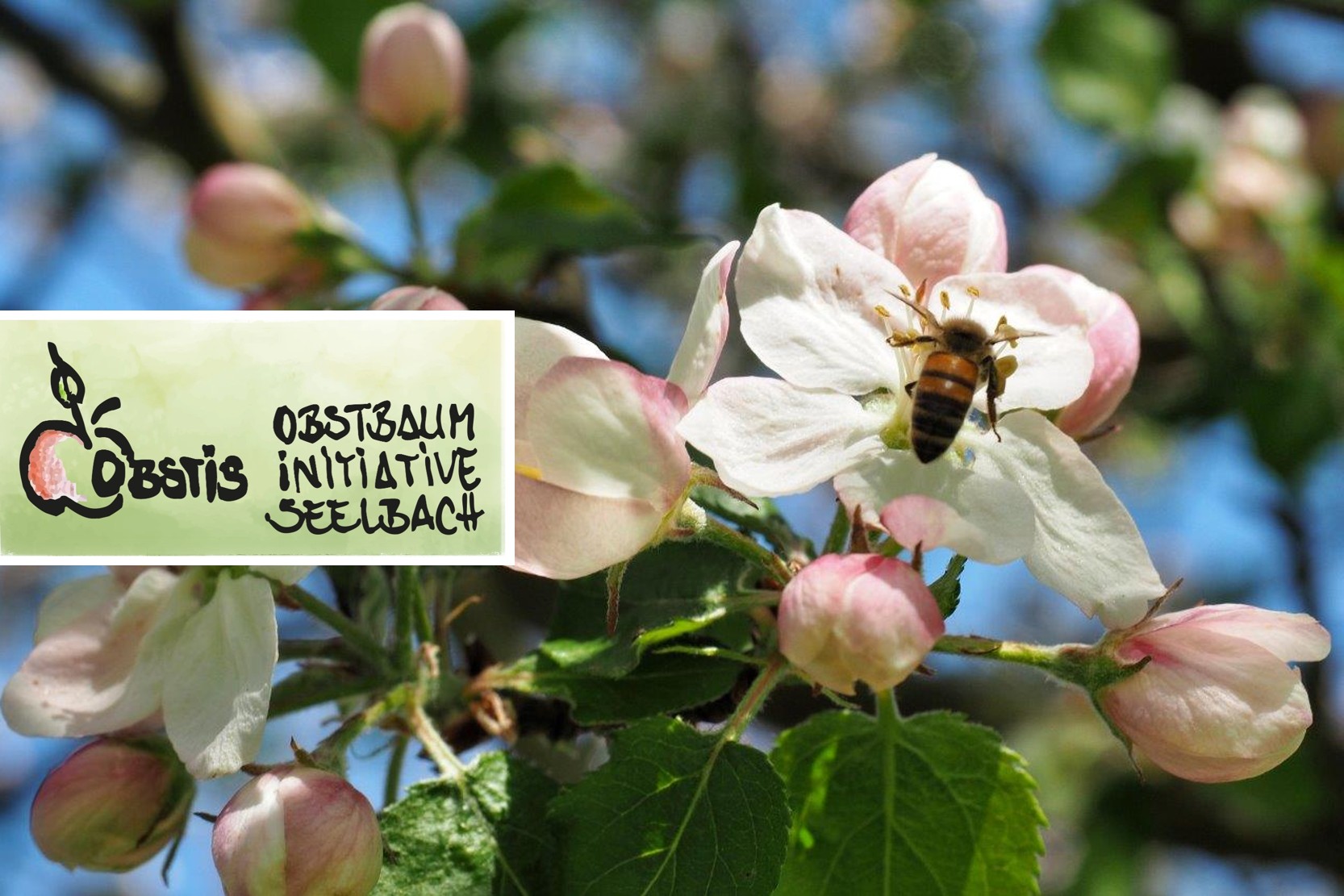 Aktionstag bei den OBSTIS – Kommt vorbei! | Foto Yvette Schäck Aktionstag bei den OBSTIS – Kommt vorbei! | Foto Yvette Schäck